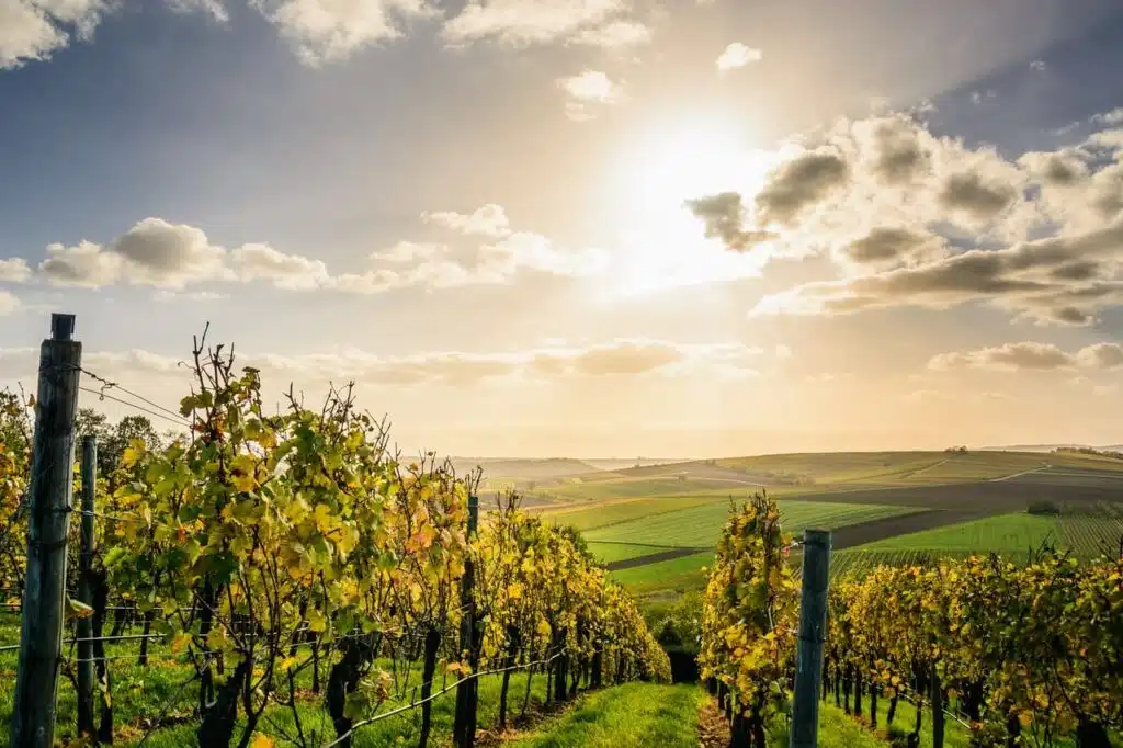 Farmland fields